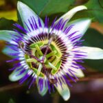 Passionflower Sleep Infusion Recipe