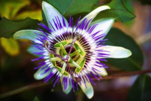 Read more about the article Passionflower Sleep Infusion Recipe