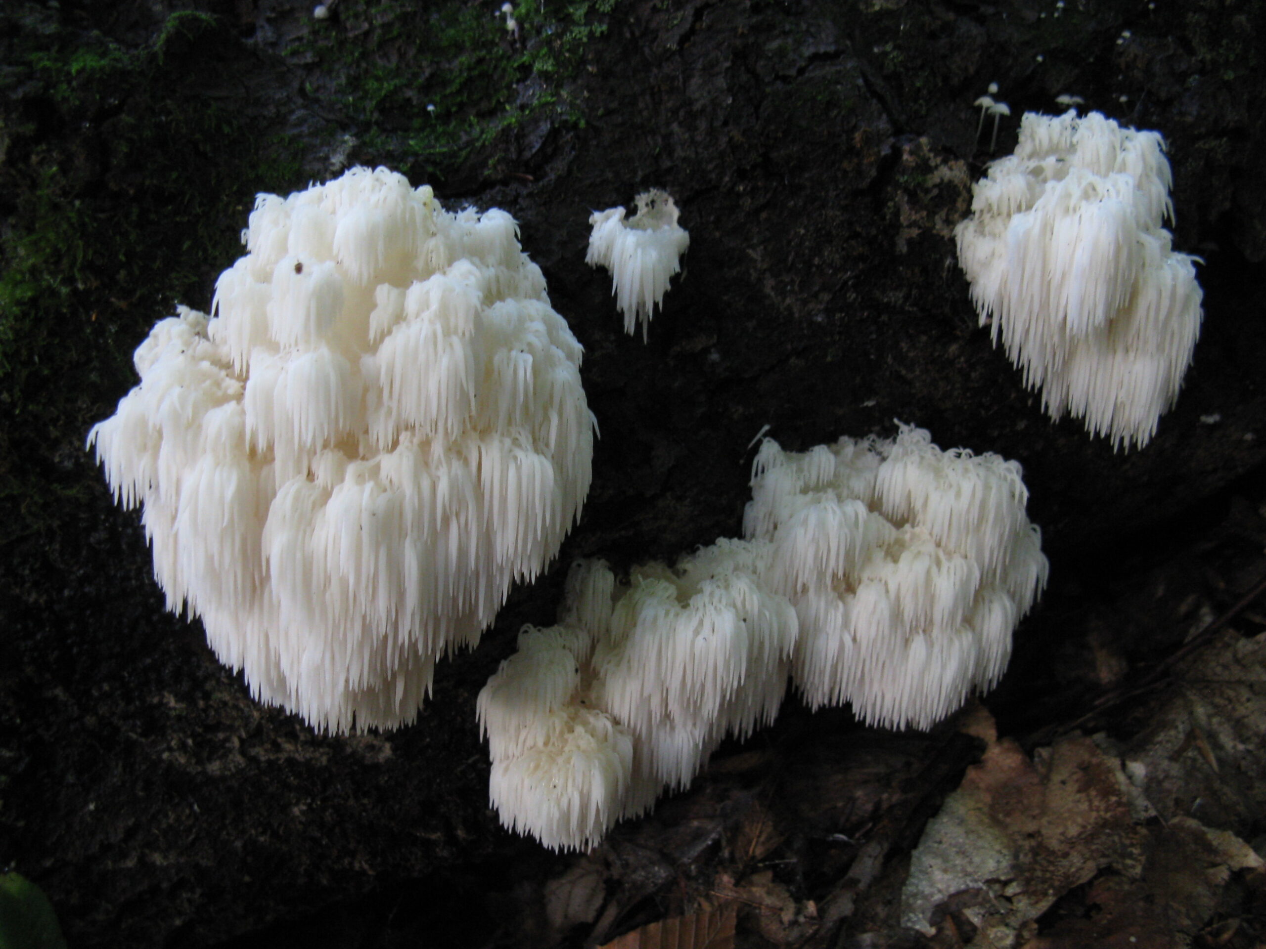 Lion's Mane Mushrooms