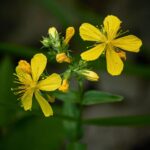 St. John’s Wort Topical Oil