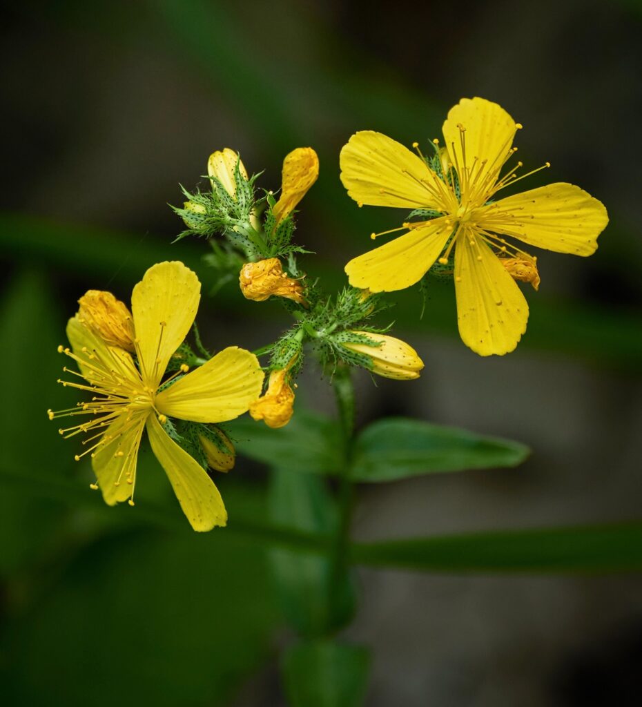 St. John's Wort flowers